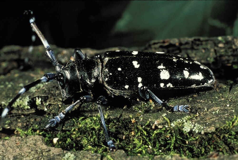 New York reduces Asian longhorned beetle quarantine after final surveys