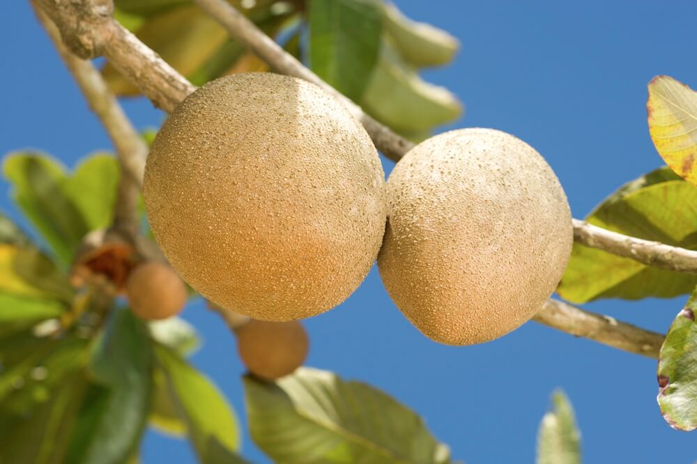 Texas removes sapote fruit fly quarantines in Cameron and Hidalgo Counties