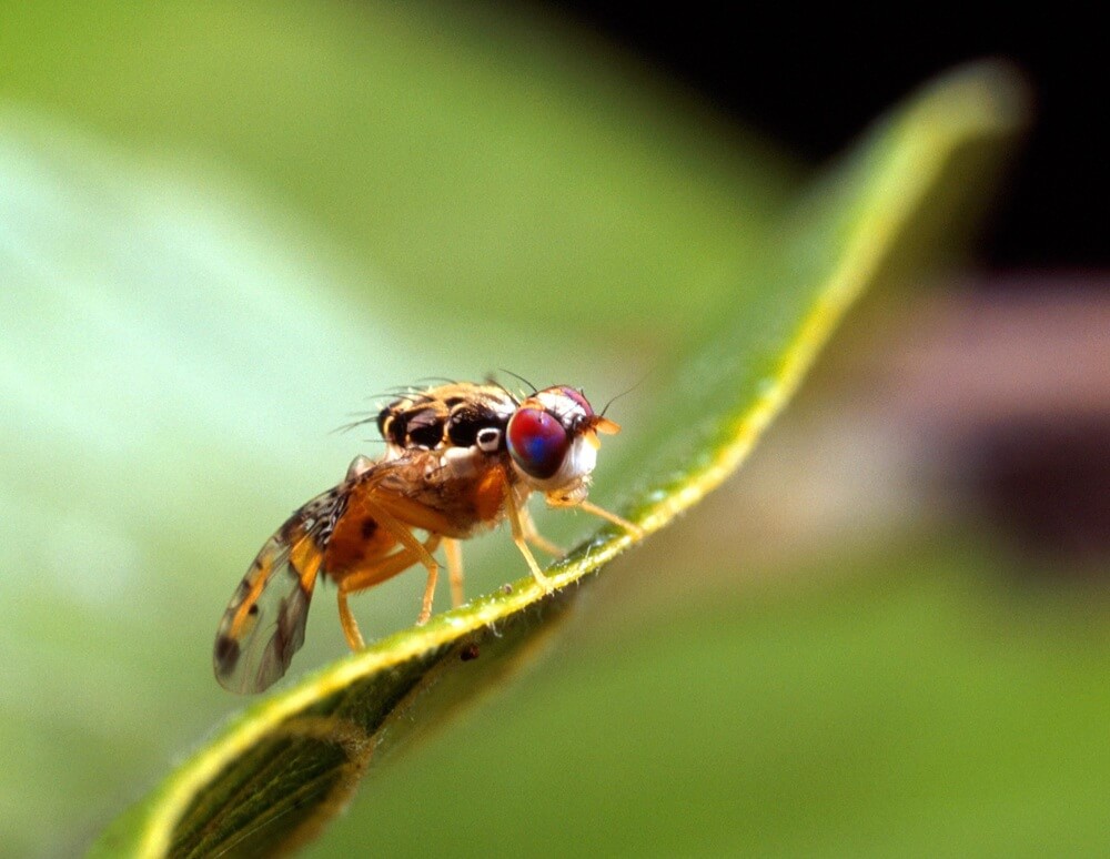 California removes Mediterranean fruit fly quarantine in two counties