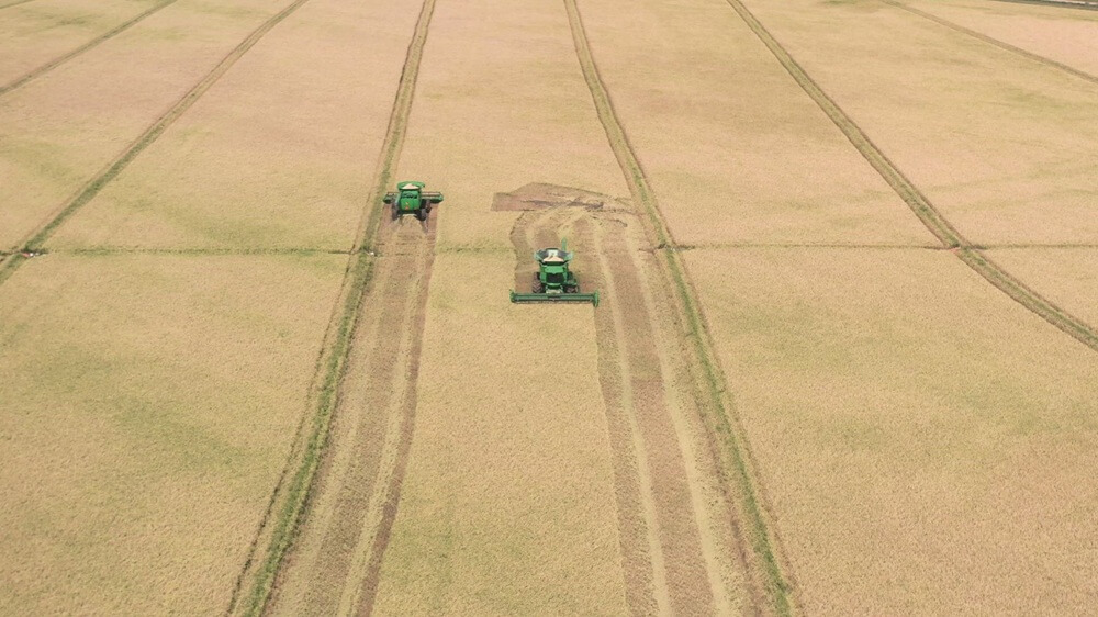 Embrapa identifies rice materials with stronger resistance to rice leafhopper