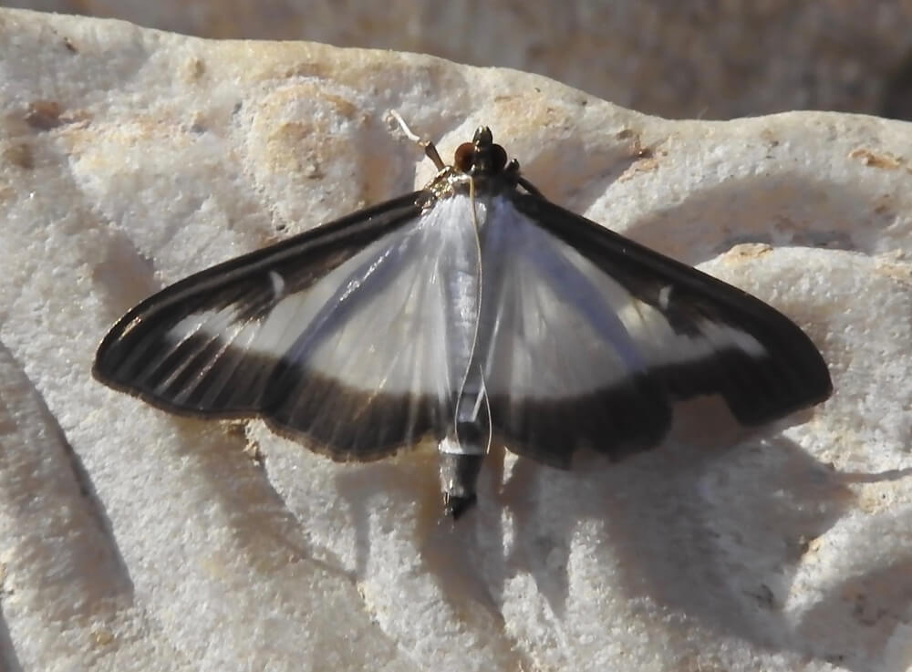 APHIS expands box tree moth quarantine areas in Maryland and Pennsylvania