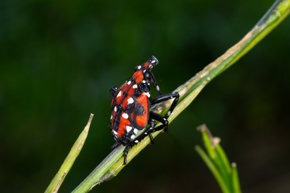 Moldova reports the EPPO region's first spotted lanternfly detection