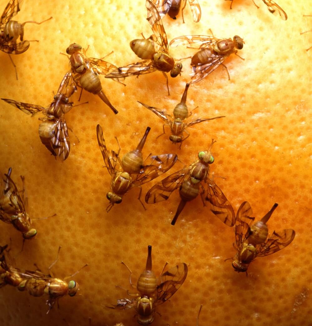 Texas removed the Peñitas-Granjeno Mexican fruit fly quarantine