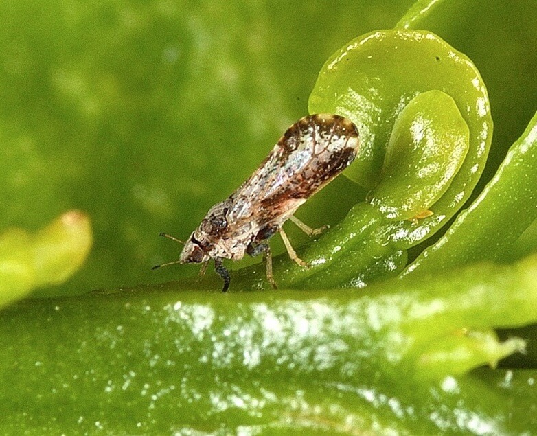 California's citrus greening quarantine expands in three counties