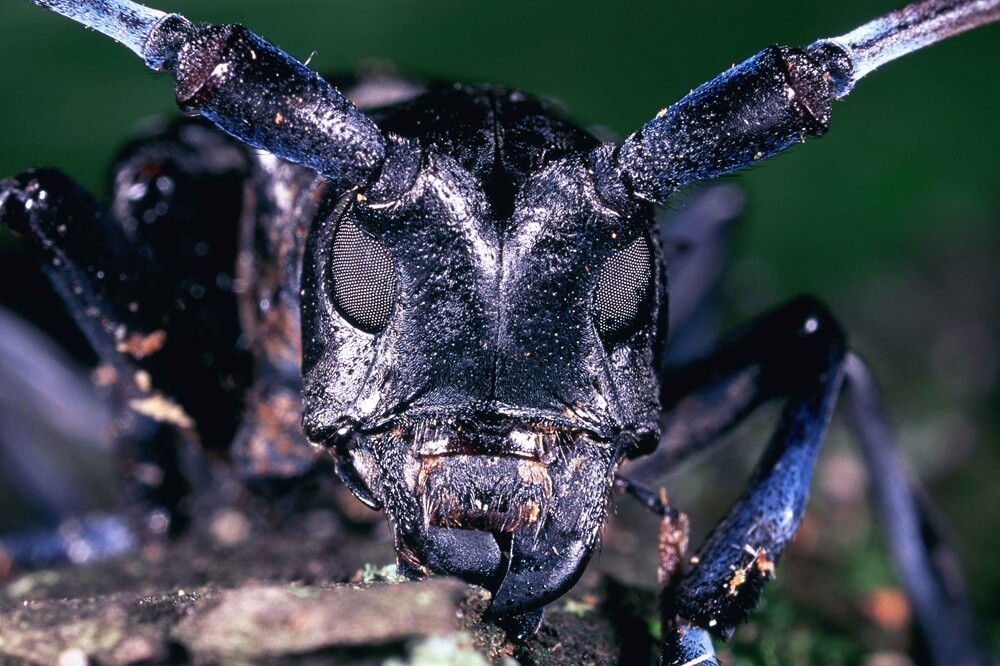 APHIS expands Asian longhorned beetle quarantine in Mount Pleasant and Hollywood