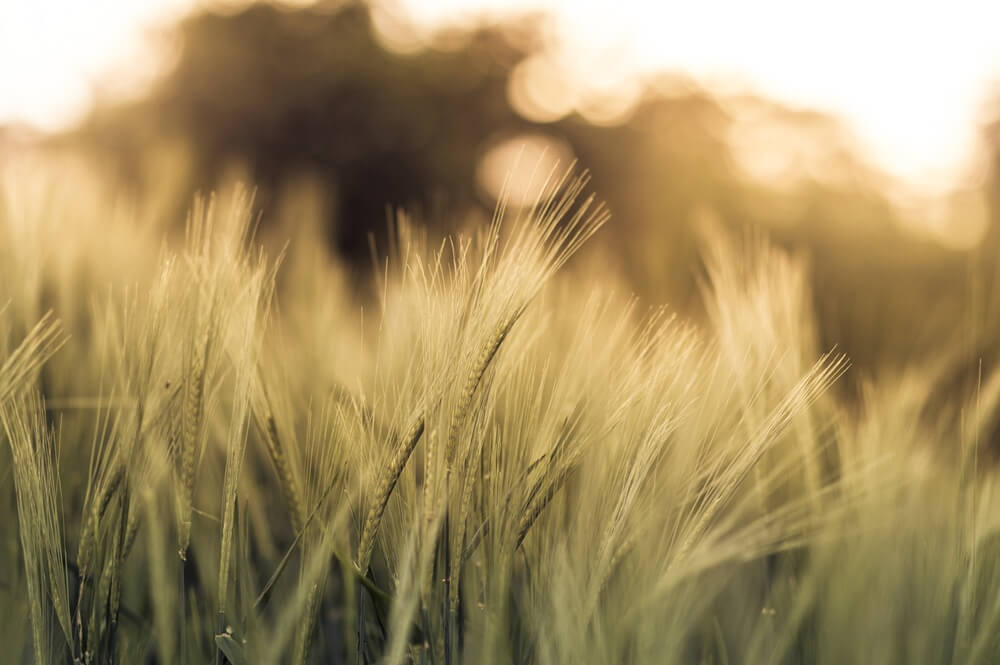 Brazil’s maize resistance challenge: what Embrapa’s report shows