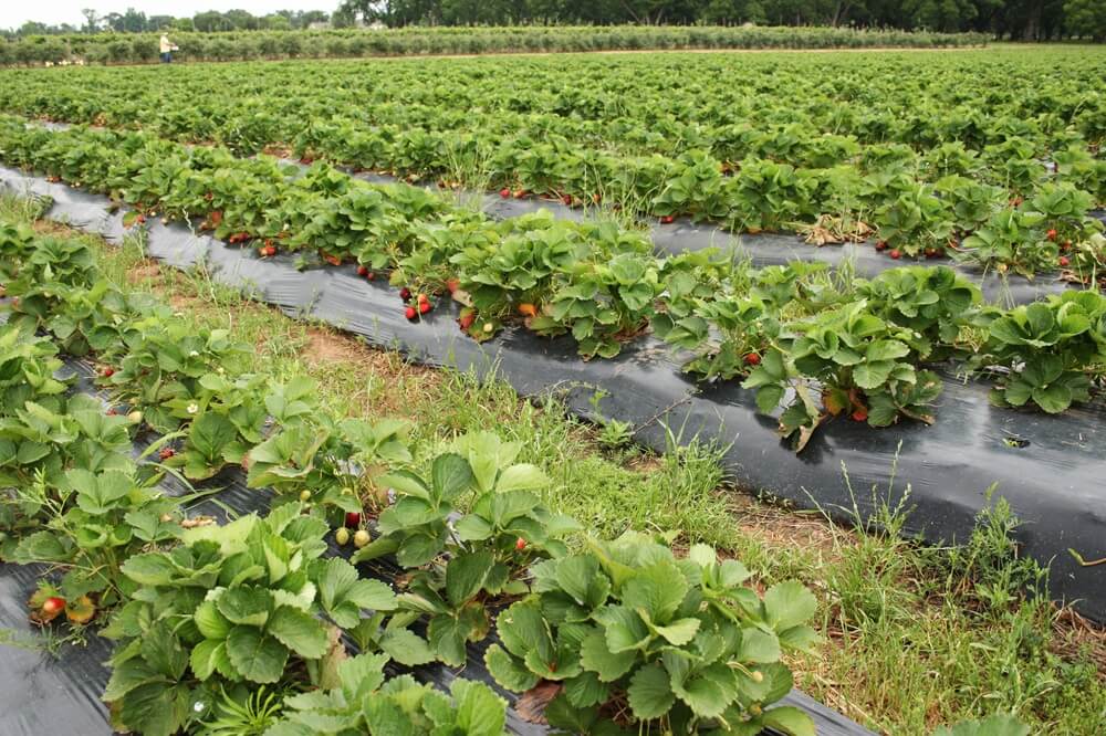 Flower thrips put Queensland berry crops under scrutiny