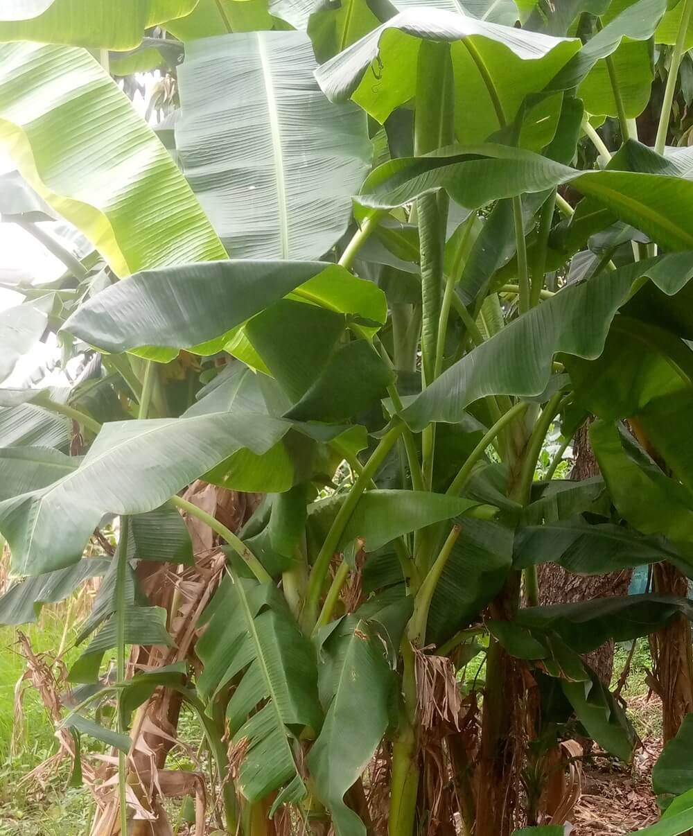 Ghana strengthens preparedness for banana bunchy top disease