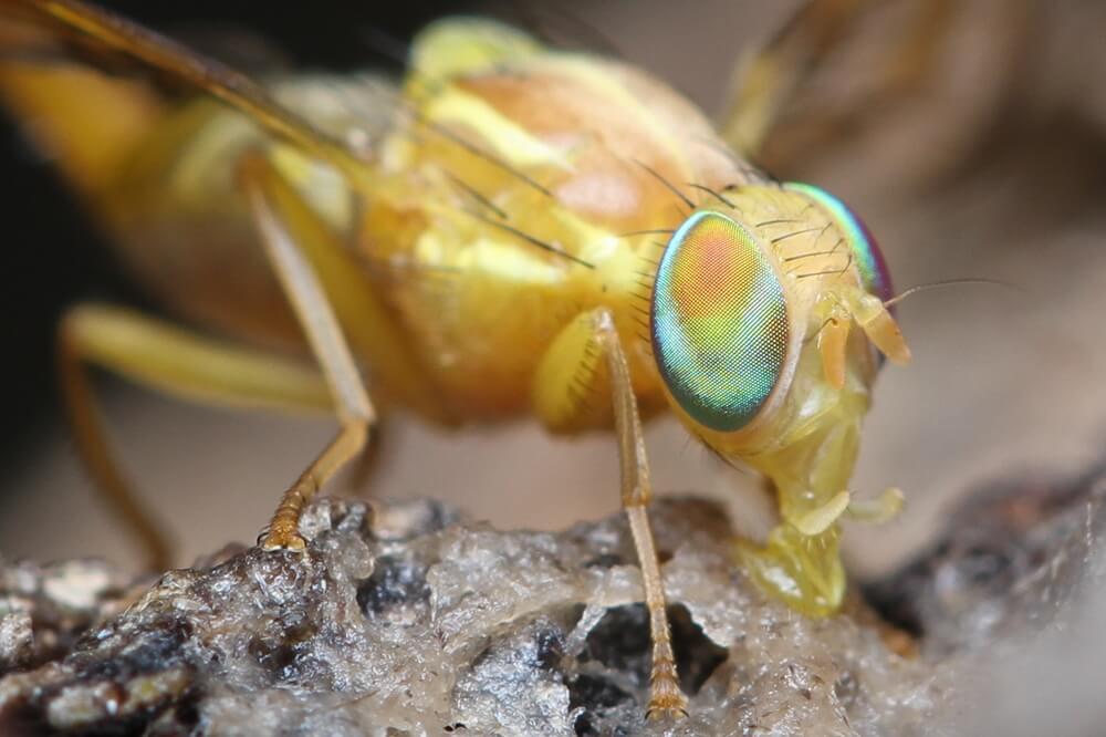 Mexican fruit fly detections reshape the La Mesa quarantine