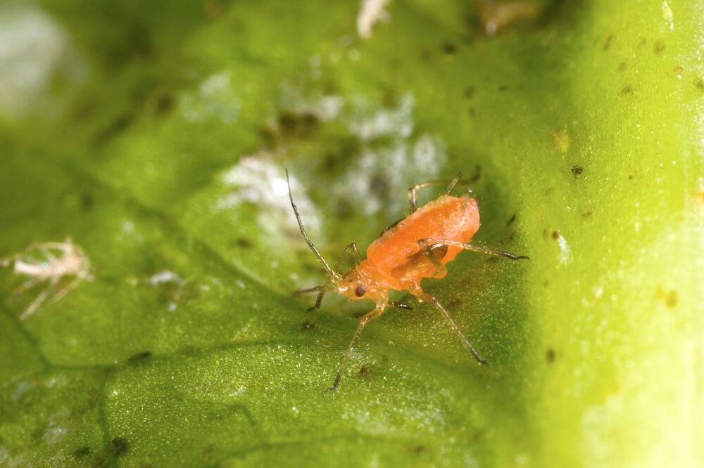 England’s lettuce aphid warning puts hidden infestations in focus