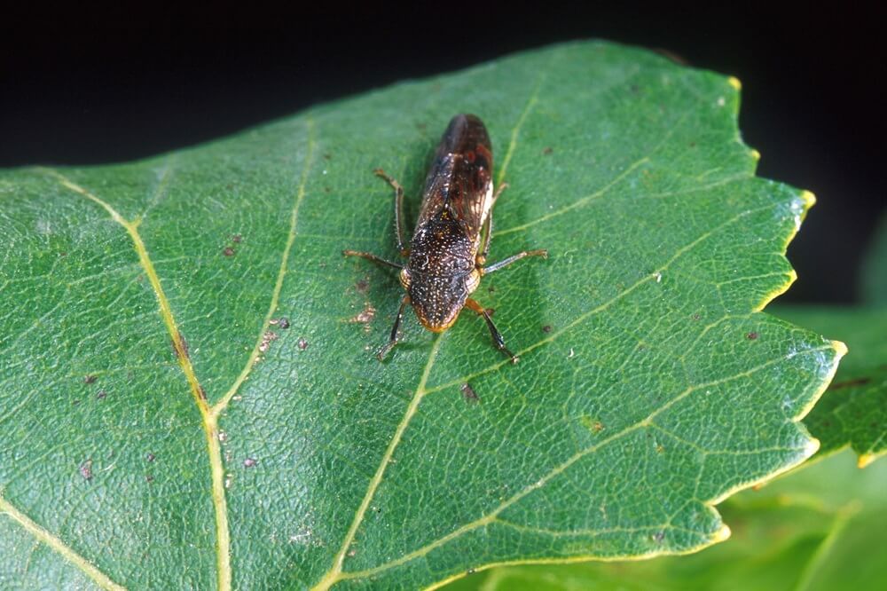 AUSPestCheck supports Australia's Xylella freedom claims
