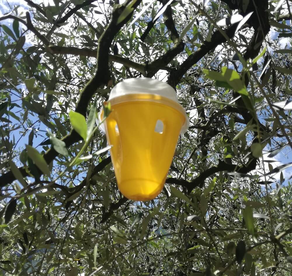 Australia's olive biosecurity plan puts preparedness in focus