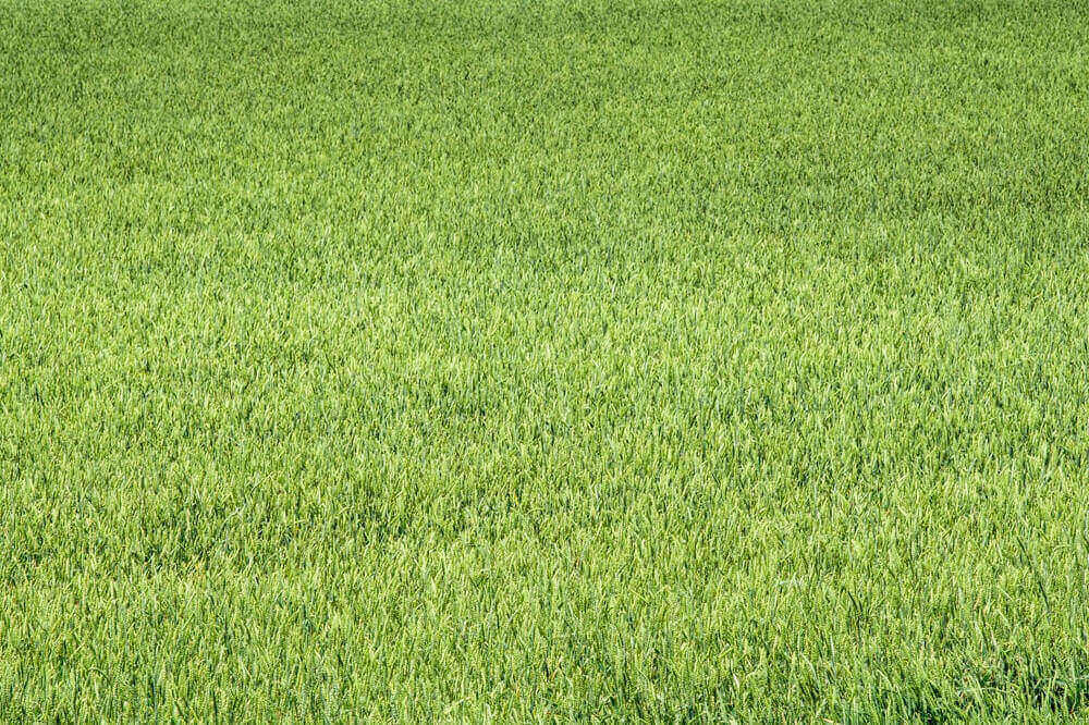 China’s autumn wheat guidance puts aphid surveys in focus