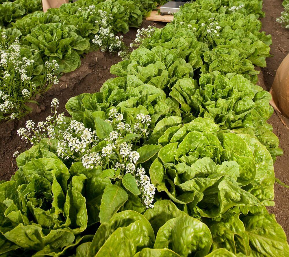 Dutch lettuce aphid research puts monitoring in focus
