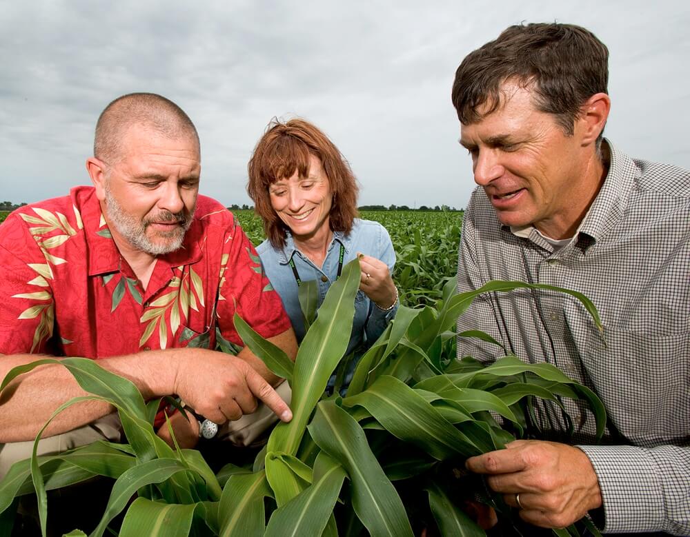 Sorghum aphid monitoring lessons from Minas Gerais