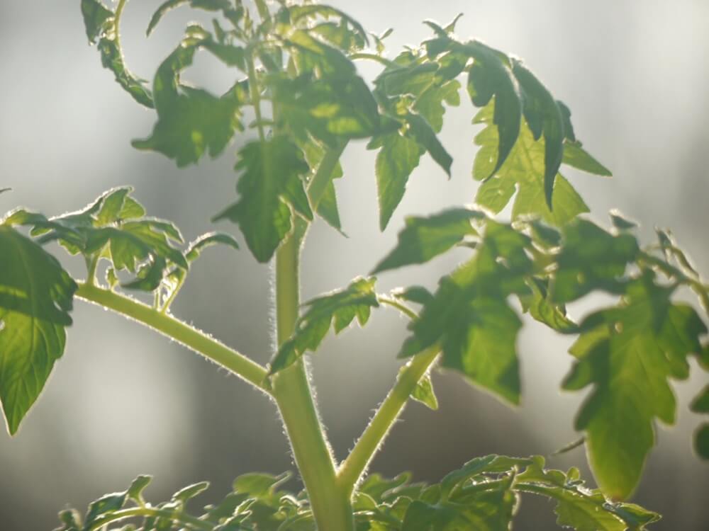 Vietnam tomato leafminer demonstration puts combined IPM in focus