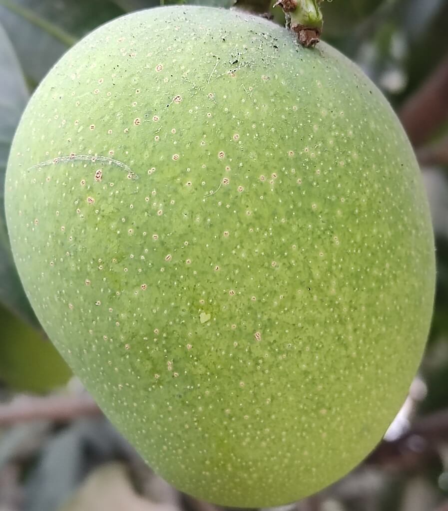 Port Isabel fruit fly quarantine follows a residential trap detection