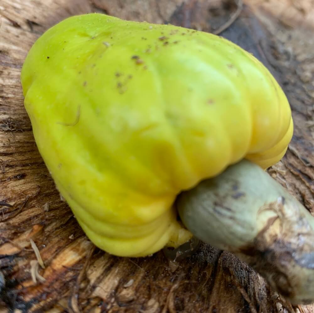 Cashew nut moth monitoring in focus in Brazil