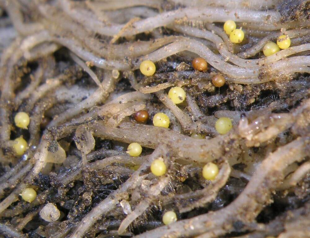 Golden nematode confirmed in New Brunswick