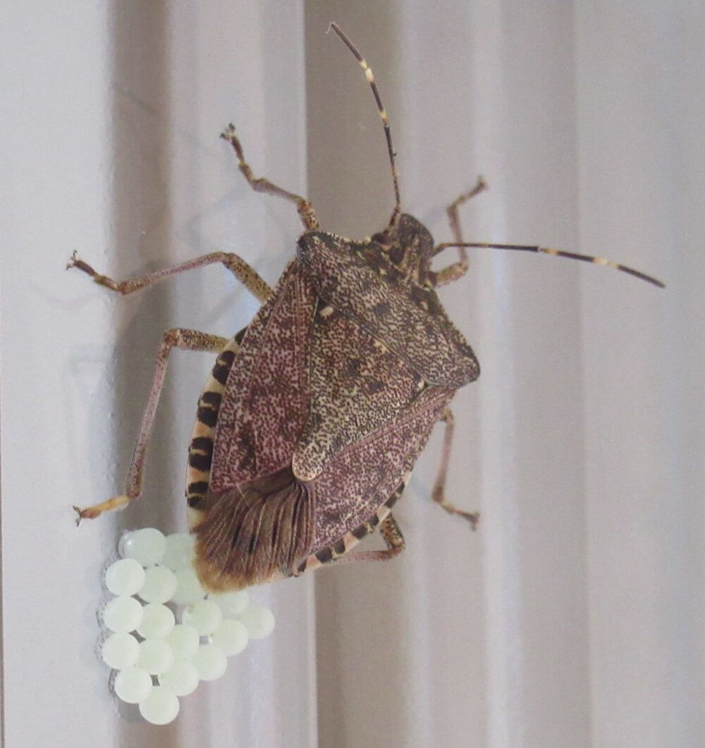 Brown marmorated stink bug demands more than a trap