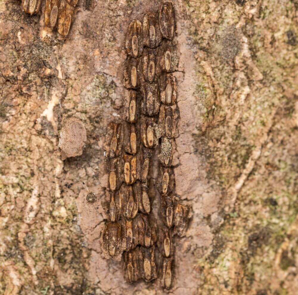 Ontario establishes a regulated area after spotted lanternfly confirmation